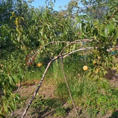 Купити будинок - Дніпро, Гаванська вул.. Продаж нерухомості - Самарський, вторинний ринок і новобуд недорого, ціна до 8000$, оголошення №1989875 фото 2